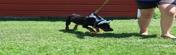 Doberman Pinscher dogs for sale: White - Ad 13