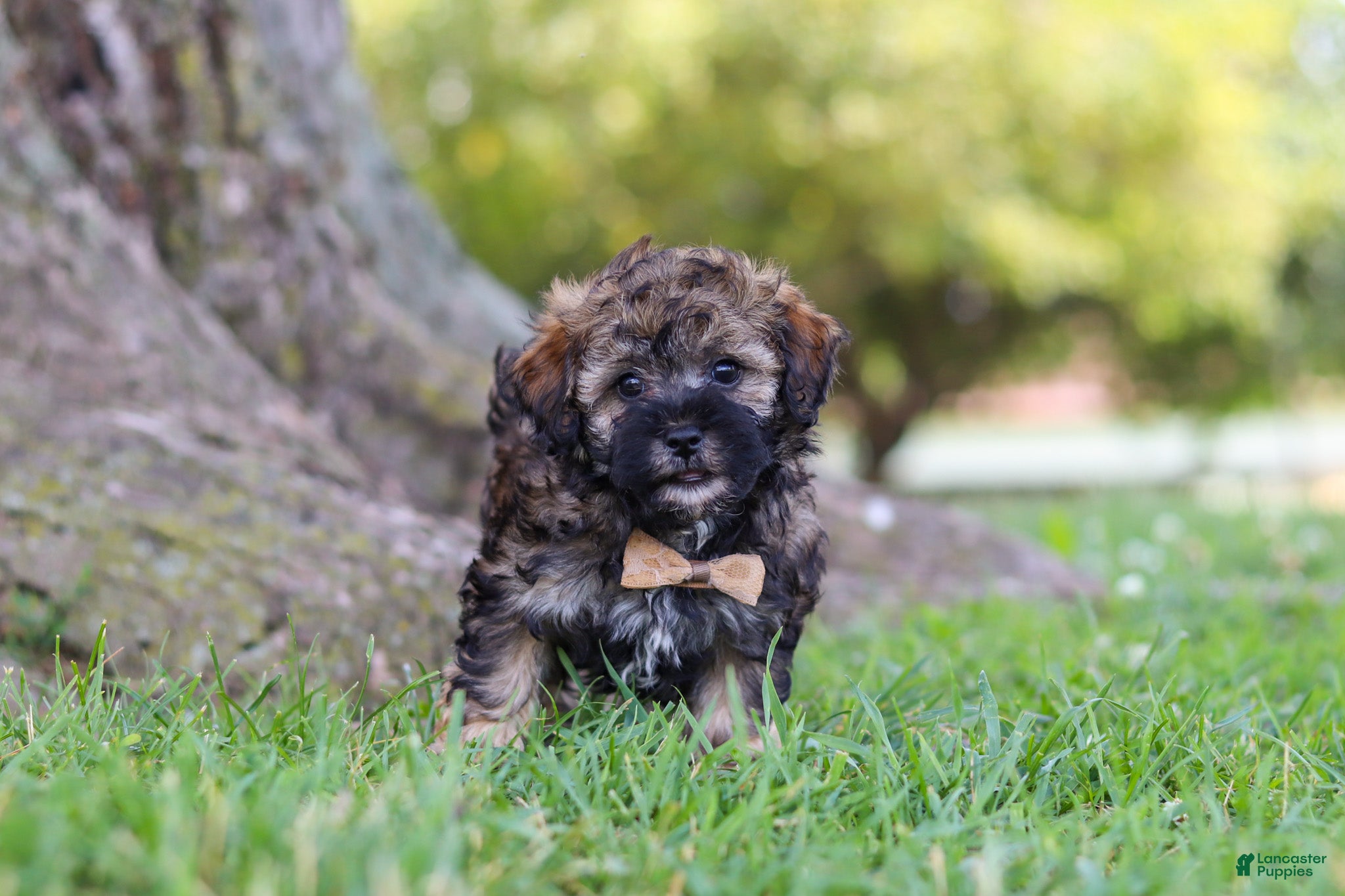 Maltipoo dogs Chip - Ad 2