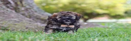 Maltipoo dogs for sale: Chip - Ad 2