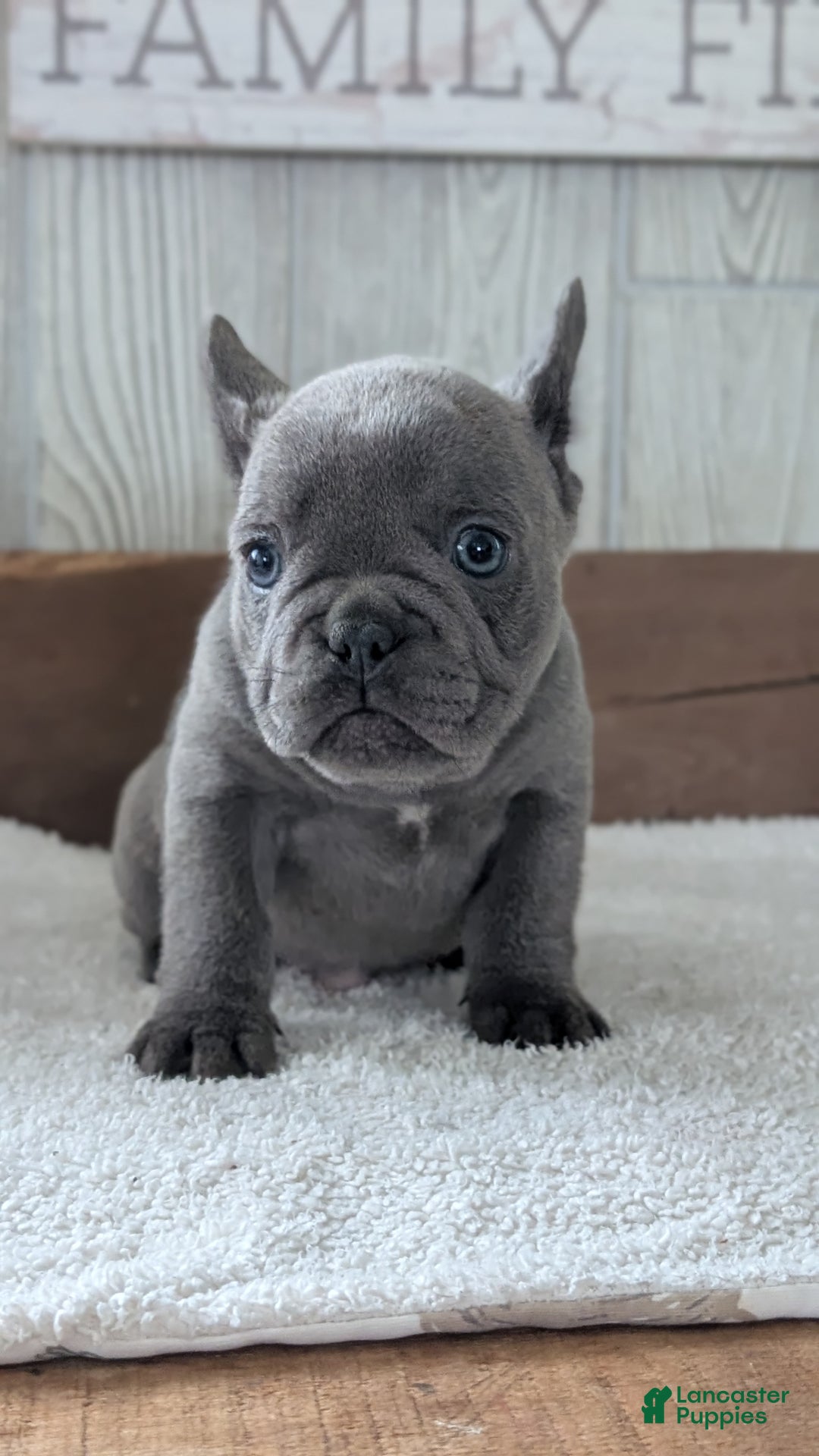 French Bulldog dogs for sale: Nala - Ad 4
