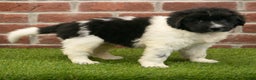Newfoundland dogs for sale: Molly - Ad 5