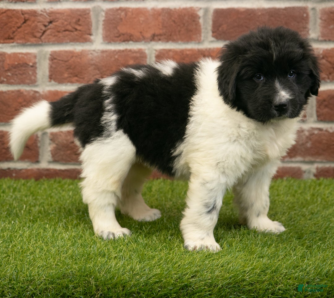 Newfoundland dogs for sale: Molly - Ad 5