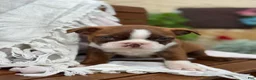 Boston Terrier dogs for sale: Kelli - Ad 6