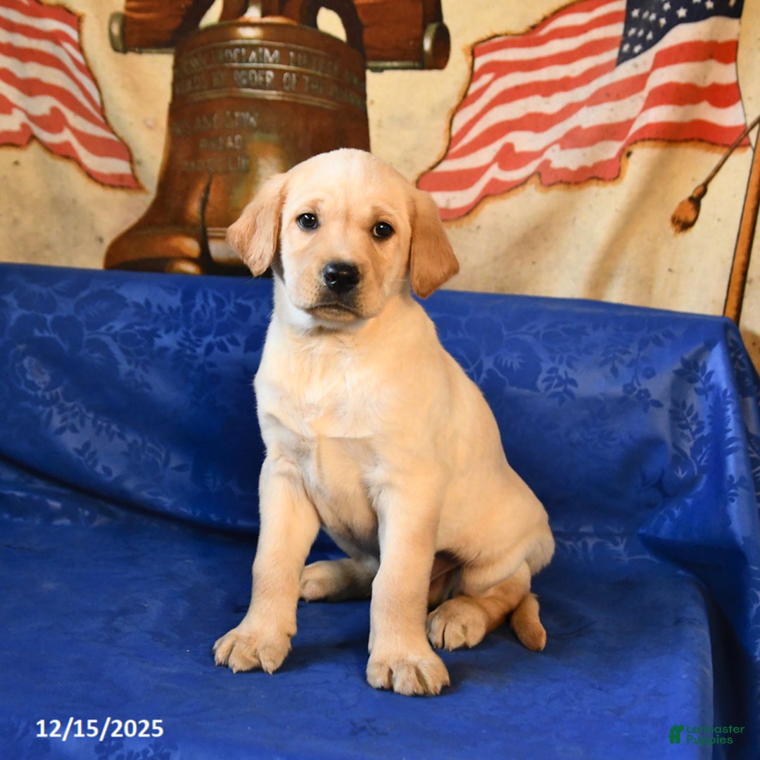 Labrador Retriever dogs for sale: Handsome - Ad 2