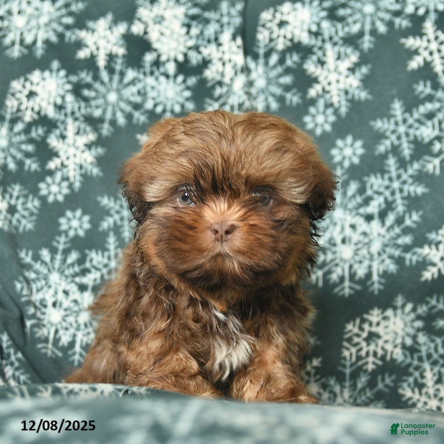 Shih Tzu dogs Charlie  - Ad 2