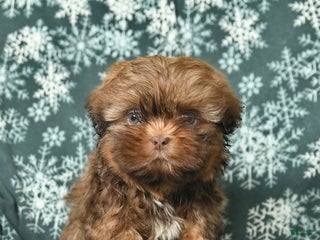 Shih Tzu dogs for sale: Charlie - Ad 4