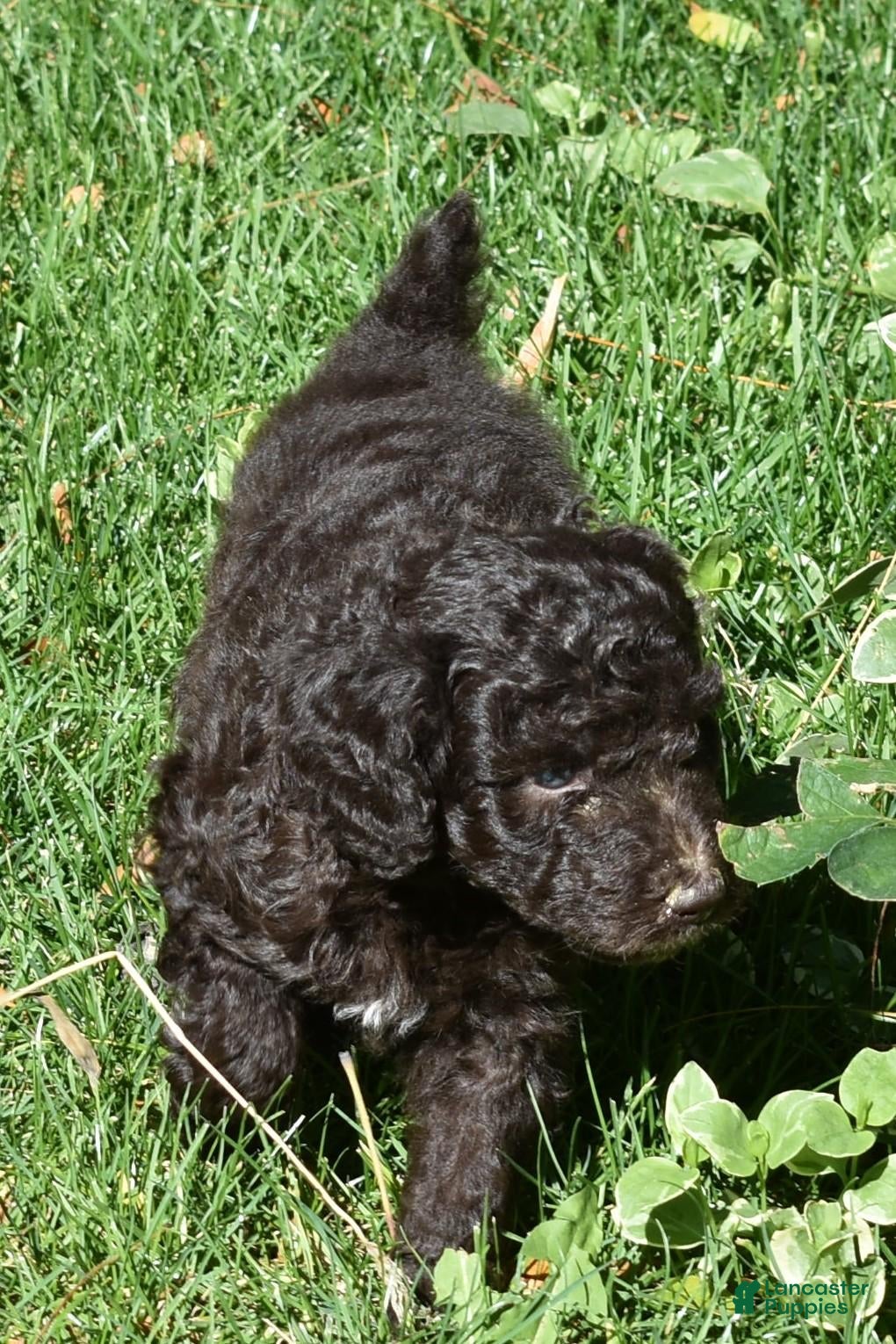 Standard Poodle dogs Standard Poodle 8 Brown with a tiny bit of white - Ad 1