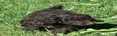 Standard Poodle 8 Brown with a tiny bit of white