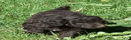 Standard Poodle dogs for sale: Standard Poodle 8 Brown with a tiny bit of white - Ad 1