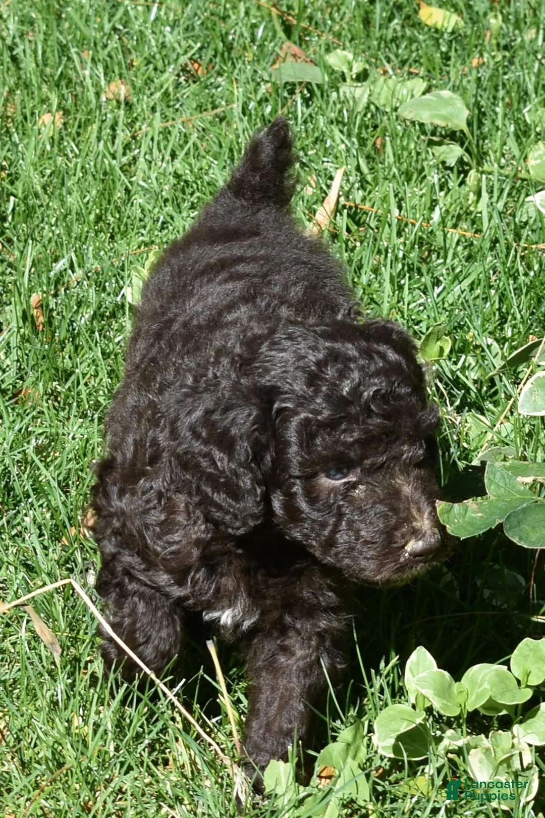 Standard Poodle dogs for sale: Standard Poodle 8 Brown with a tiny bit of white - Ad 1
