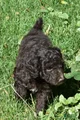 Standard Poodle 8 Brown with a tiny bit of white