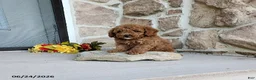 Mini Goldendoodle dogs for sale: Richy - Ad 5