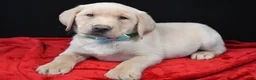 Labrador Retriever dogs for sale: Ranger - Ad 1