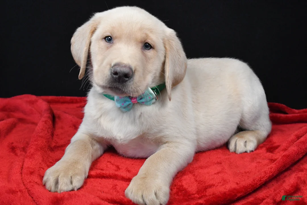 Labrador Retriever dogs for sale: Ranger - Ad 1