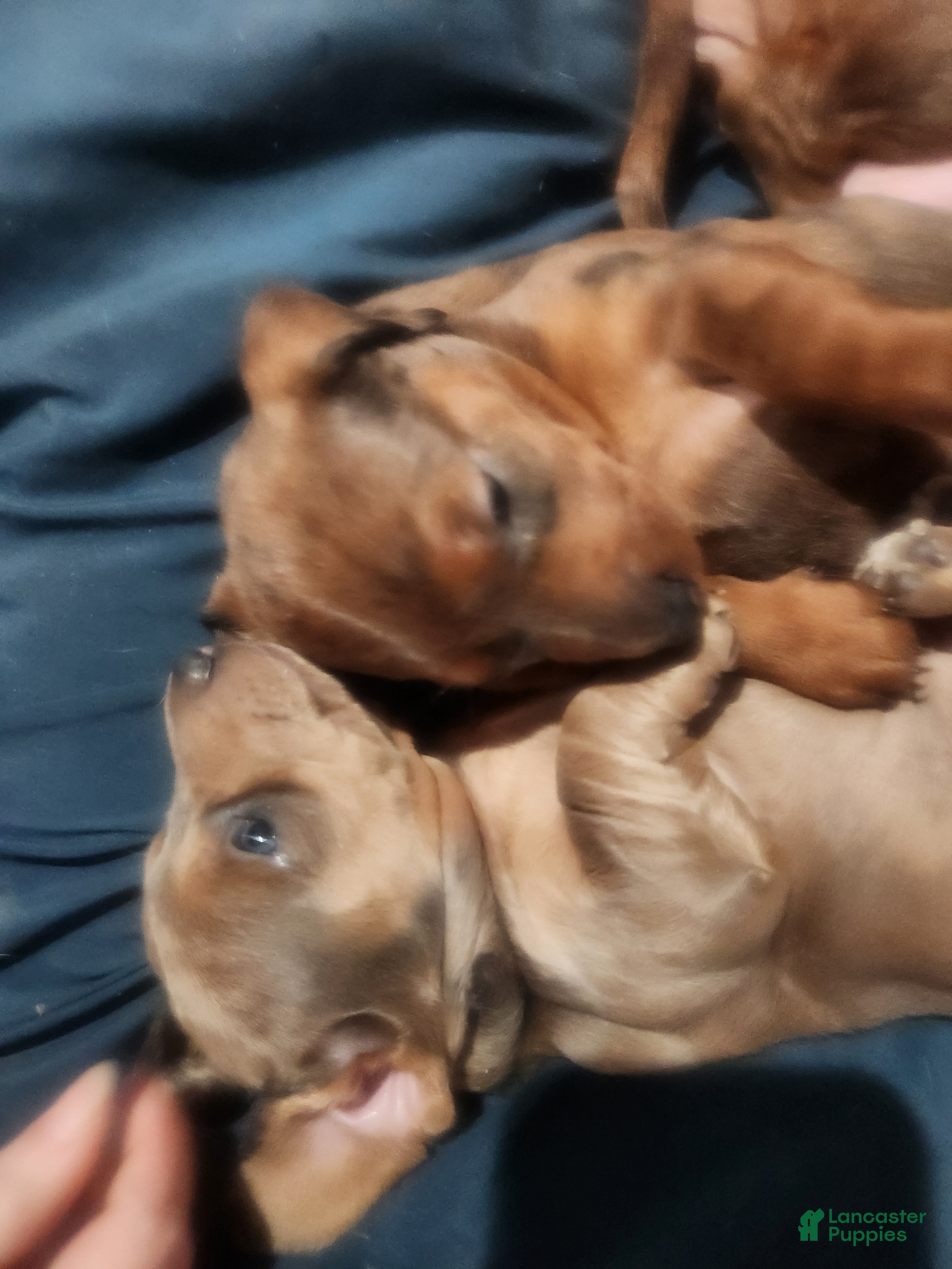 Dachshund dogs  Puppy 1 - Ad 1