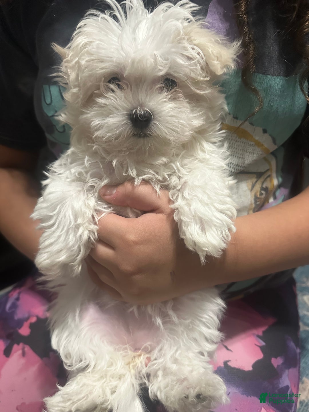 Maltese dogs for sale: Daisy - Ad 3