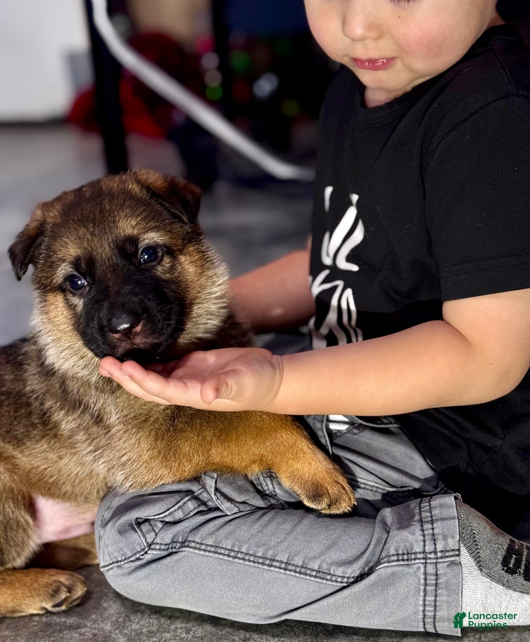 German Shepherd dogs for sale: Denver - Ad 6