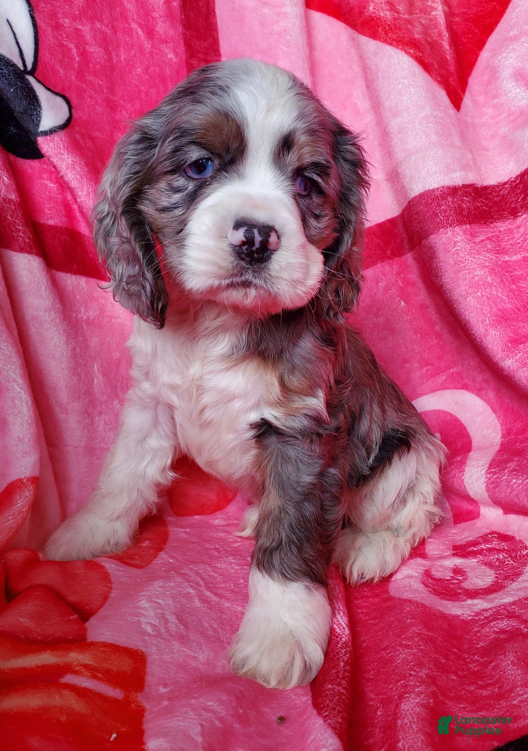 Cocker Spaniel dogs for sale: Sarge - Ad 1