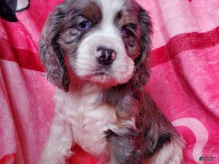 Cocker Spaniel dogs Sarge - Ad 36