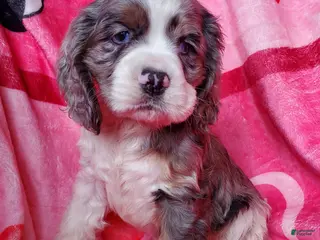 Cocker Spaniel dogs Sarge - Ad 30