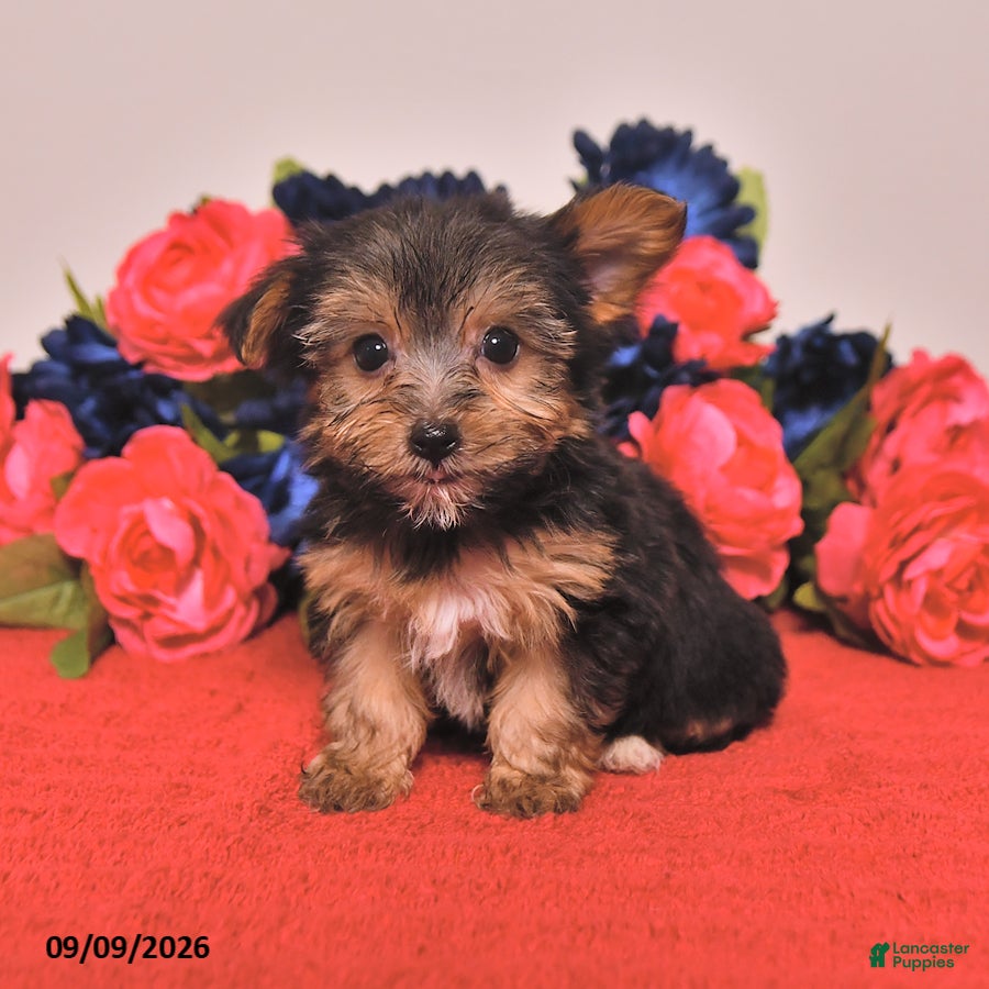 Yorkshire Terrier dogs Harvey - Ad 1