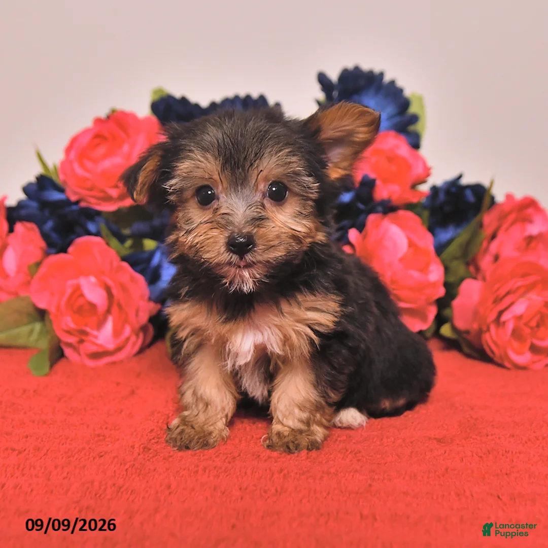 Yorkshire Terrier dogs for sale: Harvey - Ad 1