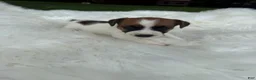 Jack Russell Terrier dogs for sale: UKC Cosmo  - Ad 4