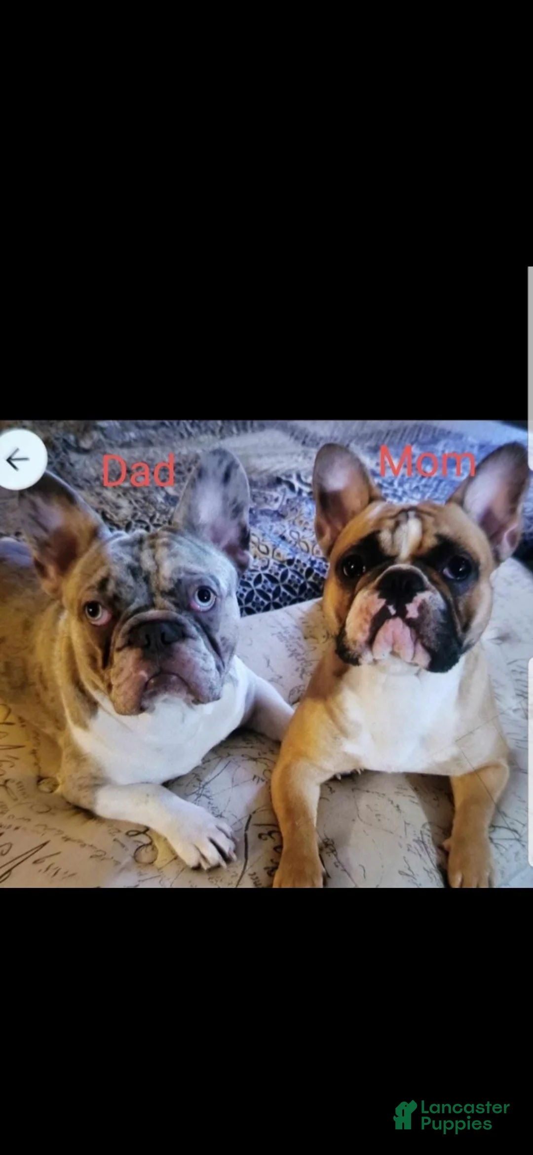 French Bulldog dogs for sale: French Bulldog 3 Apollo Jr - Ad 2