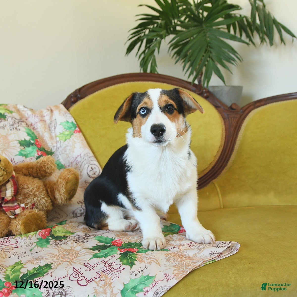 Welsh Corgi Pembroke dogs Natalie - Ad 12