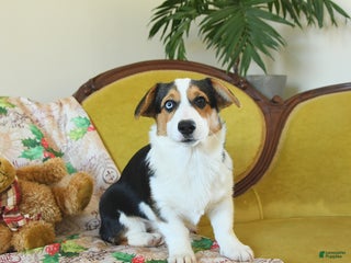 Welsh Corgi Pembroke dogs Natalie - Ad 35