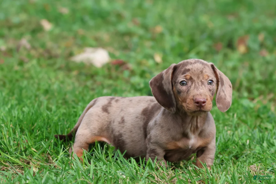Miniature Dachshund dogs for sale: Swiss Rolls - Ad 2