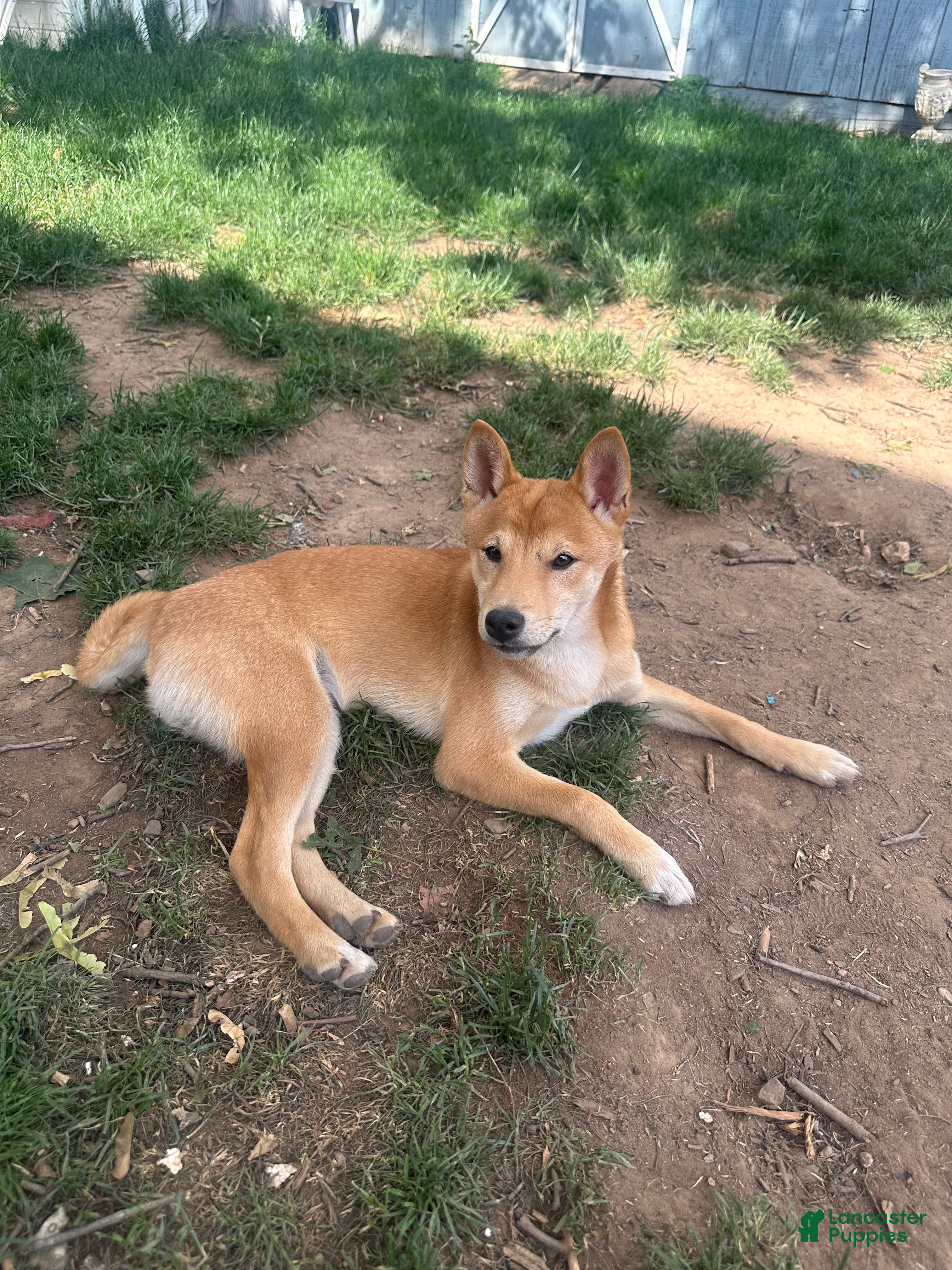 Shiba Inu dogs Rocky - Ad 1