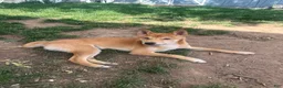 Shiba Inu dogs for sale: Rocky - Ad 1