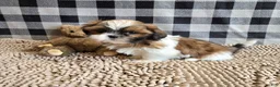 Shih Tzu dogs for sale: Mac - Ad 3