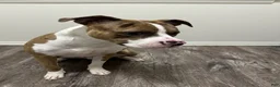 Mixed Breed dogs for sale: Mixed Breed 1 - Ad 7