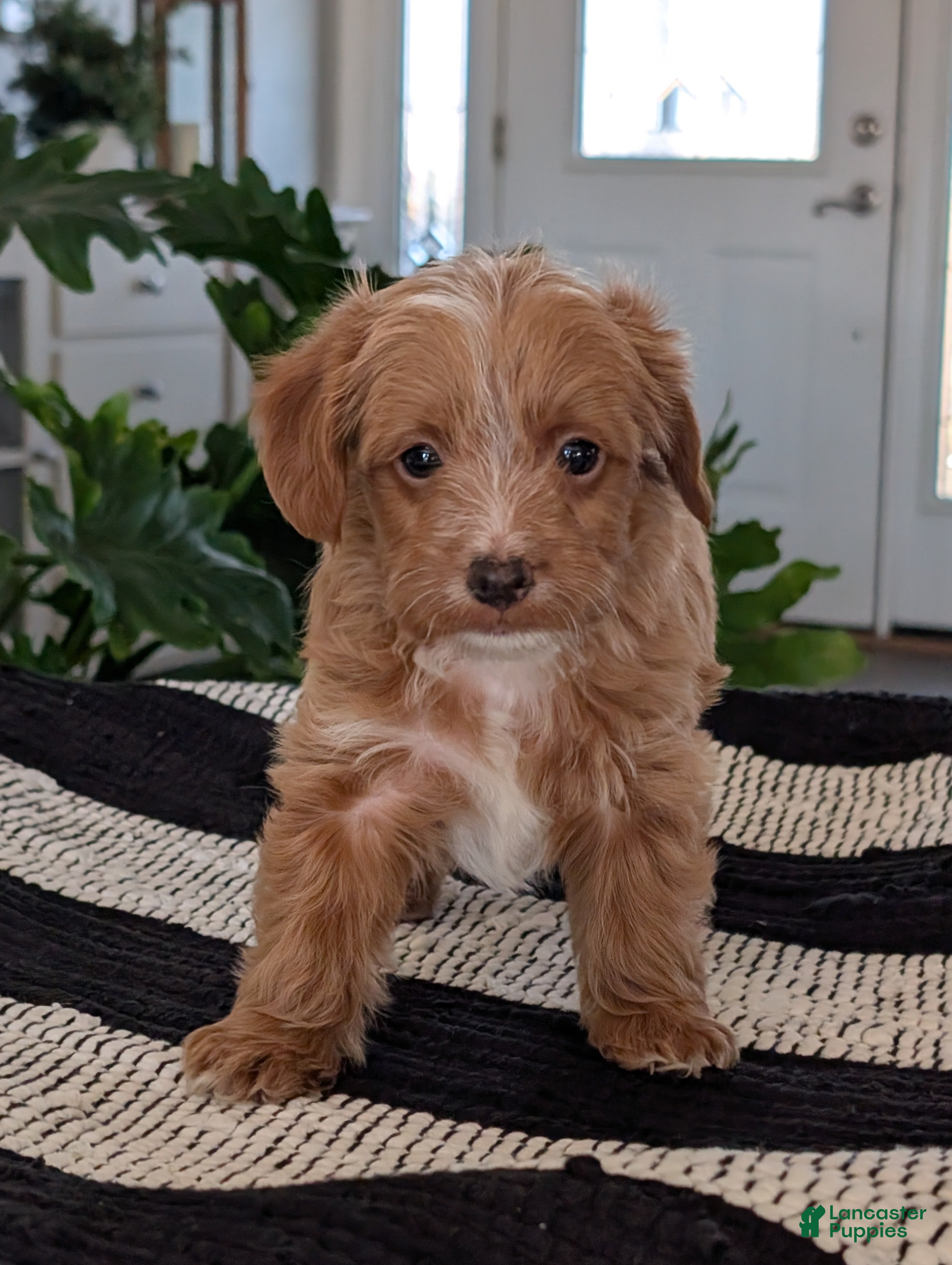 Yorkiepoo dogs Sparky - Ad 4