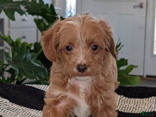Yorkiepoo dogs Sparky - Ad 4