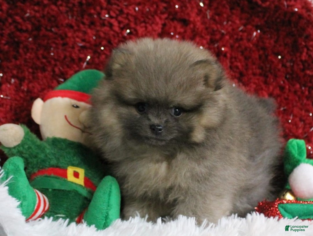 Pomeranian dogs for sale: Pomeranian Puppy 2 - Ad 2