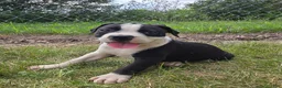 Olde English Bulldogge dogs for sale: Margaret - Ad 4
