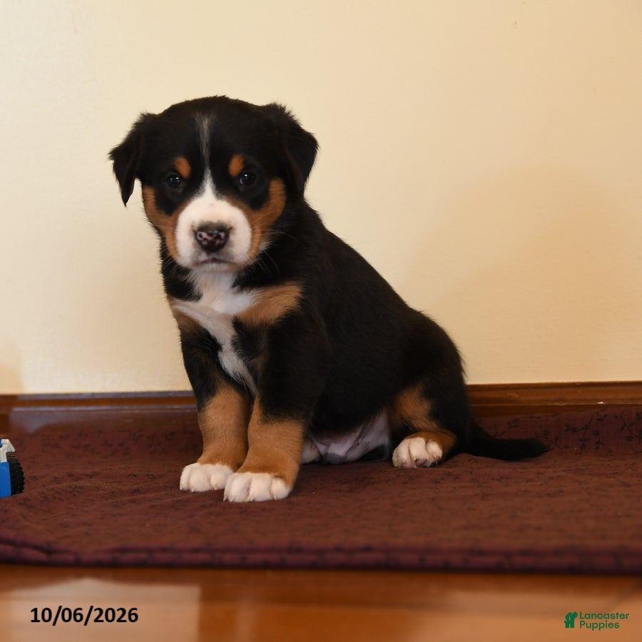 Quest (Greater Swiss Mountain Dog, Male) in Manheim, PA