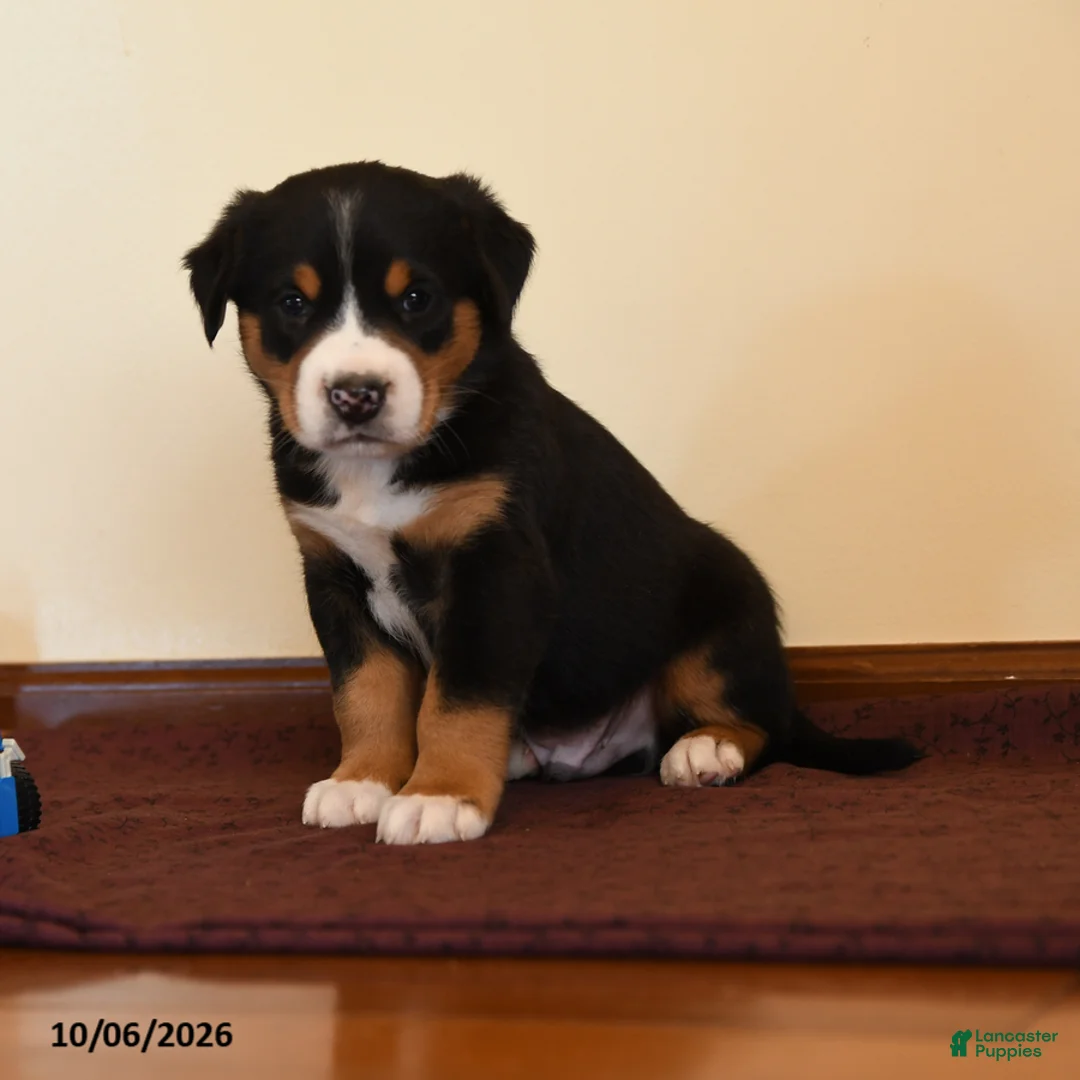 Greater Swiss Mountain Dog dogs for sale: Quest - Ad 1