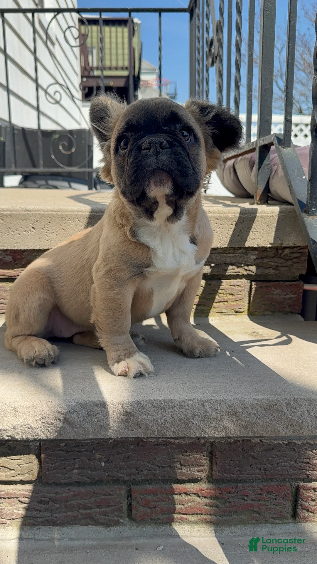 French Bulldog dogs for sale: Biscuit - Ad 1