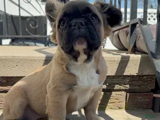 French Bulldog dogs for sale: Biscuit - Ad 3