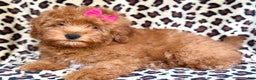 Mini Aussiedoodle dogs for sale: Jade - Ad 1