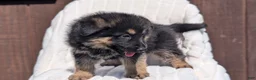 German Shepherd dogs for sale: Zion - Ad 3