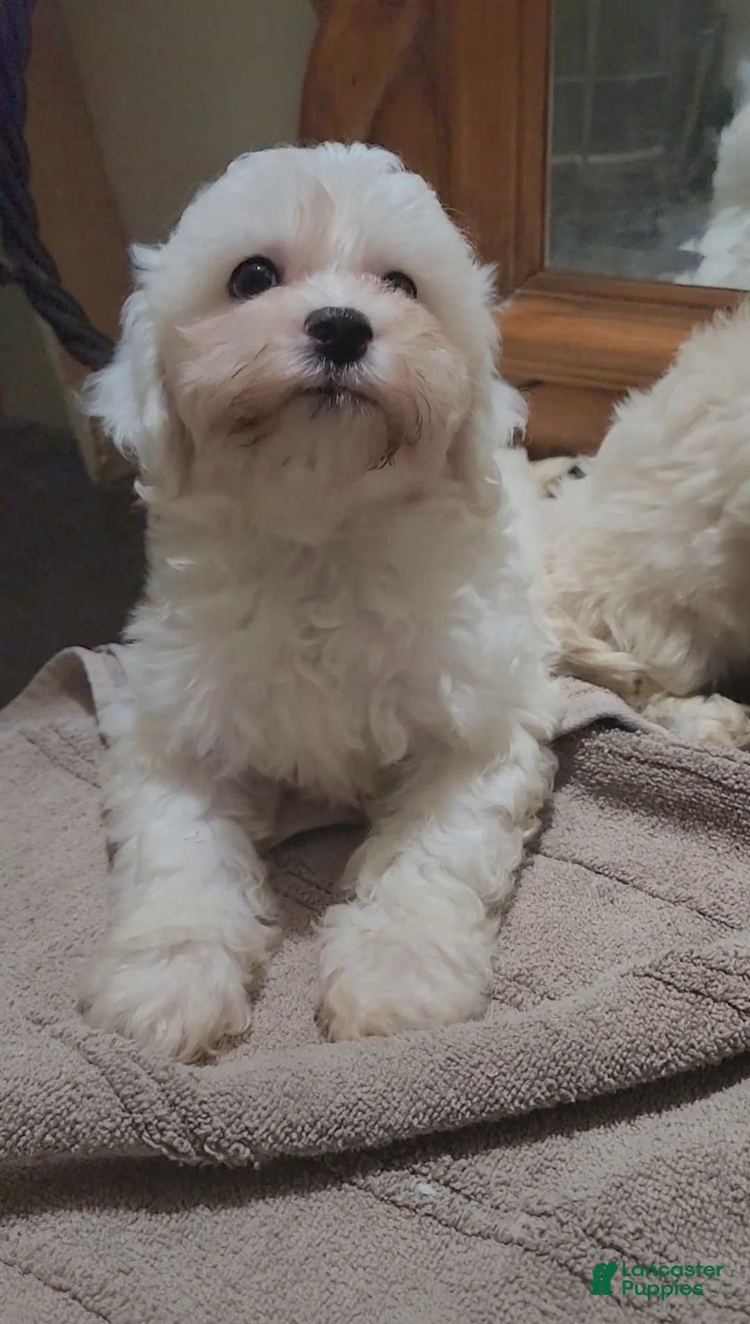 Maltese dogs for sale: Maltese Puppy 1 - Ad 3