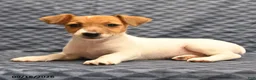 Jack Russell Terrier dogs for sale: Lena - Ad 4
