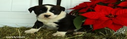 Mixed Breed dogs for sale: Rover - Ad 3