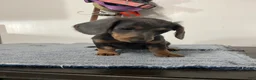 Miniature Dachshund dogs for sale: Nori - Ad 4