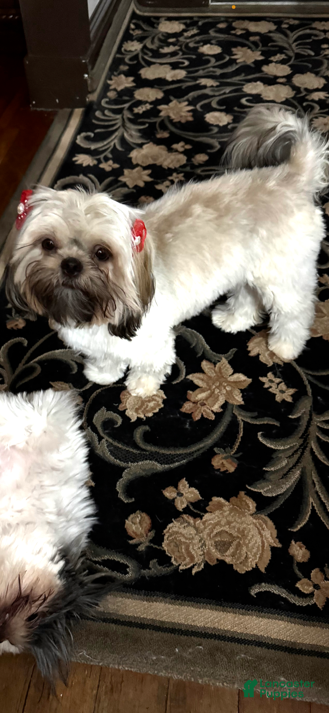 Shih Tzu dogs for sale: Shih Tzu Puppy 3 kenzo  - Ad 2